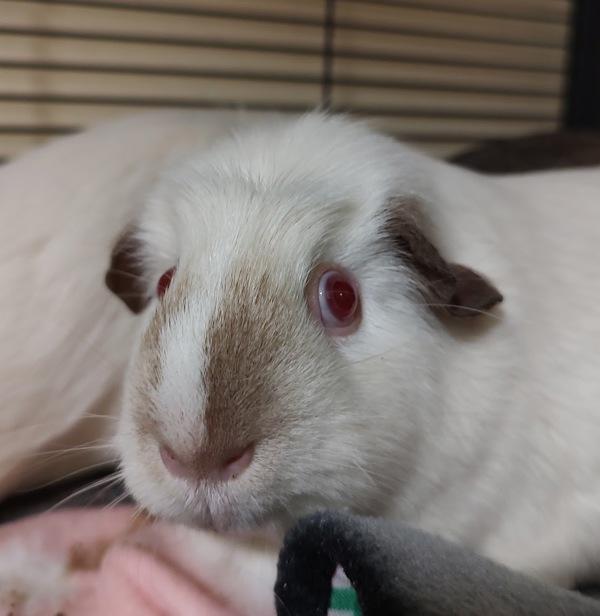 Enlarge Marge, a Adoptable mixed breed in Vancouver, WA image 1/1