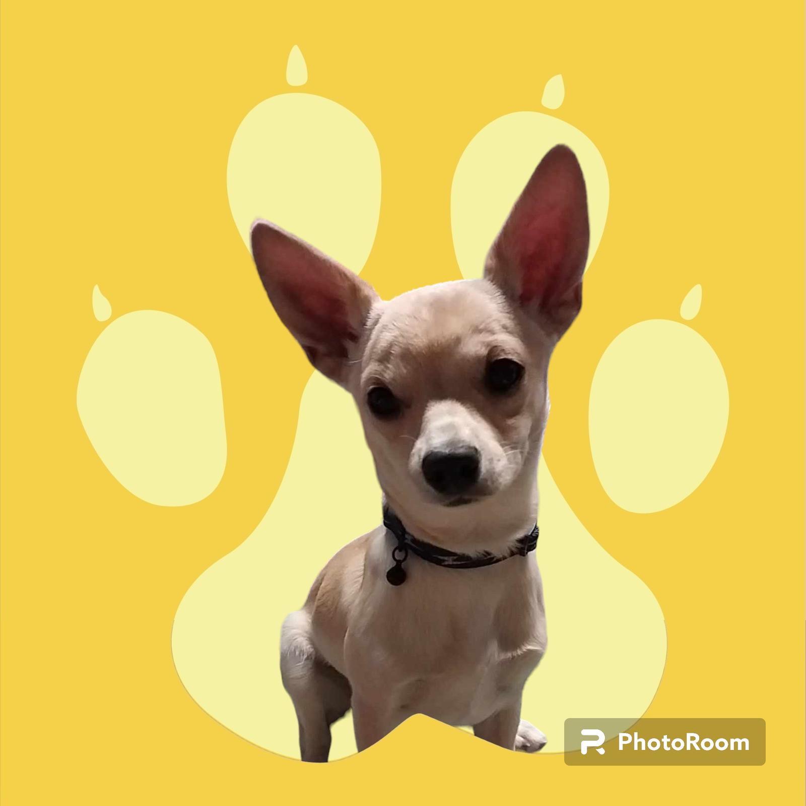 Enlarge Bobbity Boo, a Adoptable Chihuahua in Chandler, AZ image 1/1