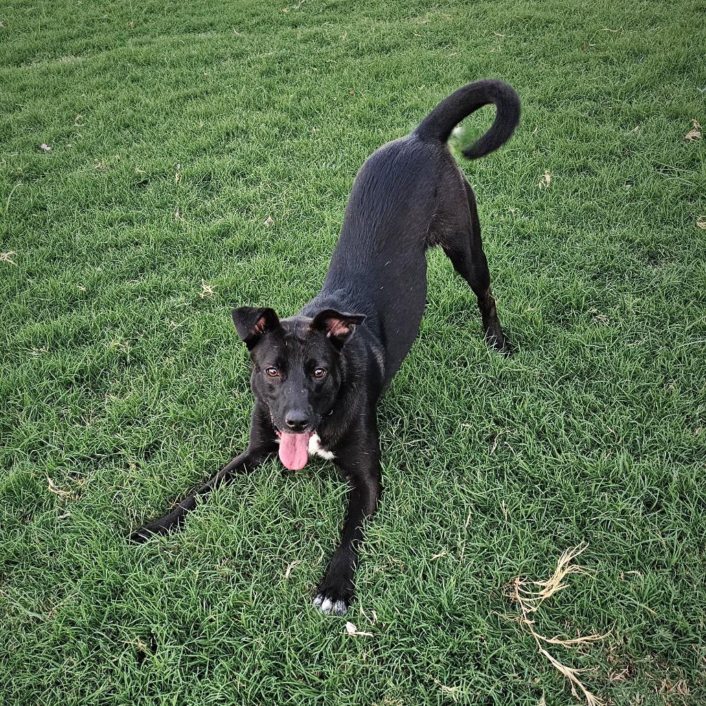Enlarge Nelly, a Adoptable McNab in Newcastle, OK image 3/6