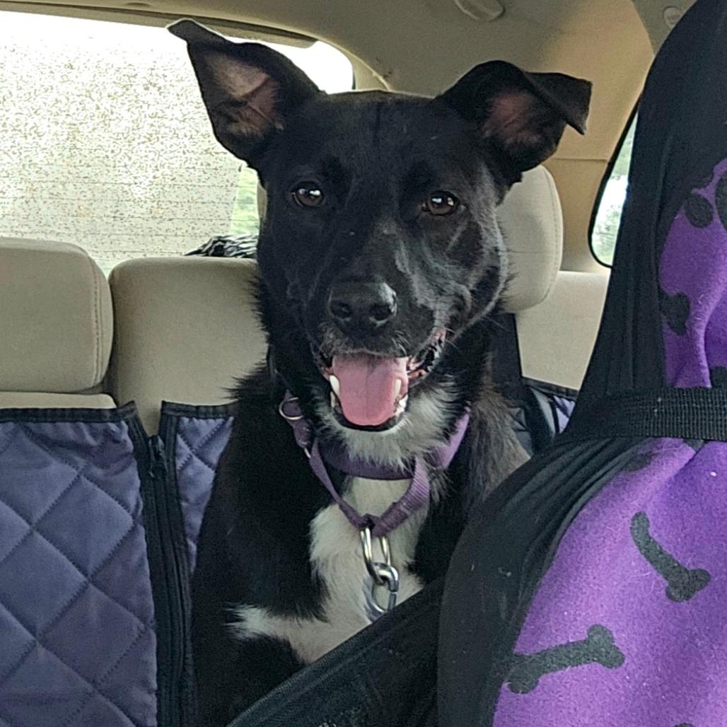 Enlarge Nelly, a Adoptable McNab in Newcastle, OK image 3/6