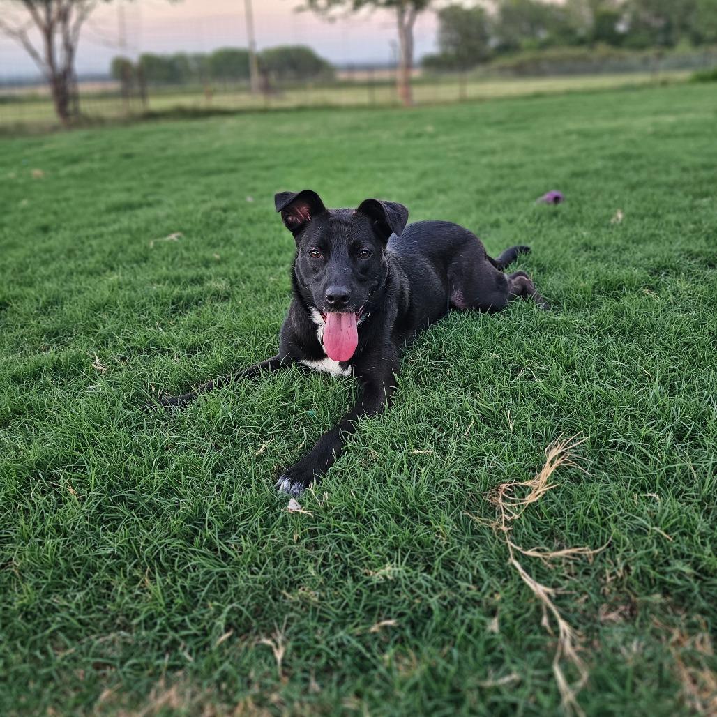Enlarge Nelly, a Adoptable McNab in Newcastle, OK image 4/6