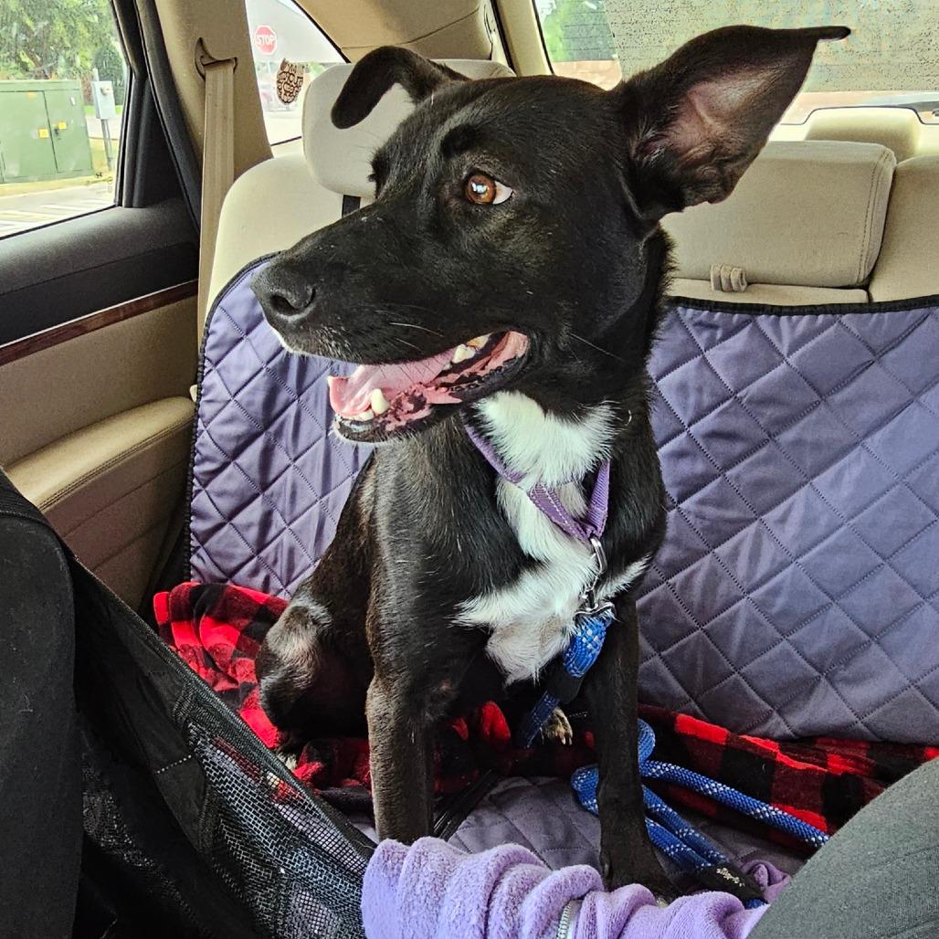 Enlarge Nelly, a Adoptable McNab in Newcastle, OK image 5/6