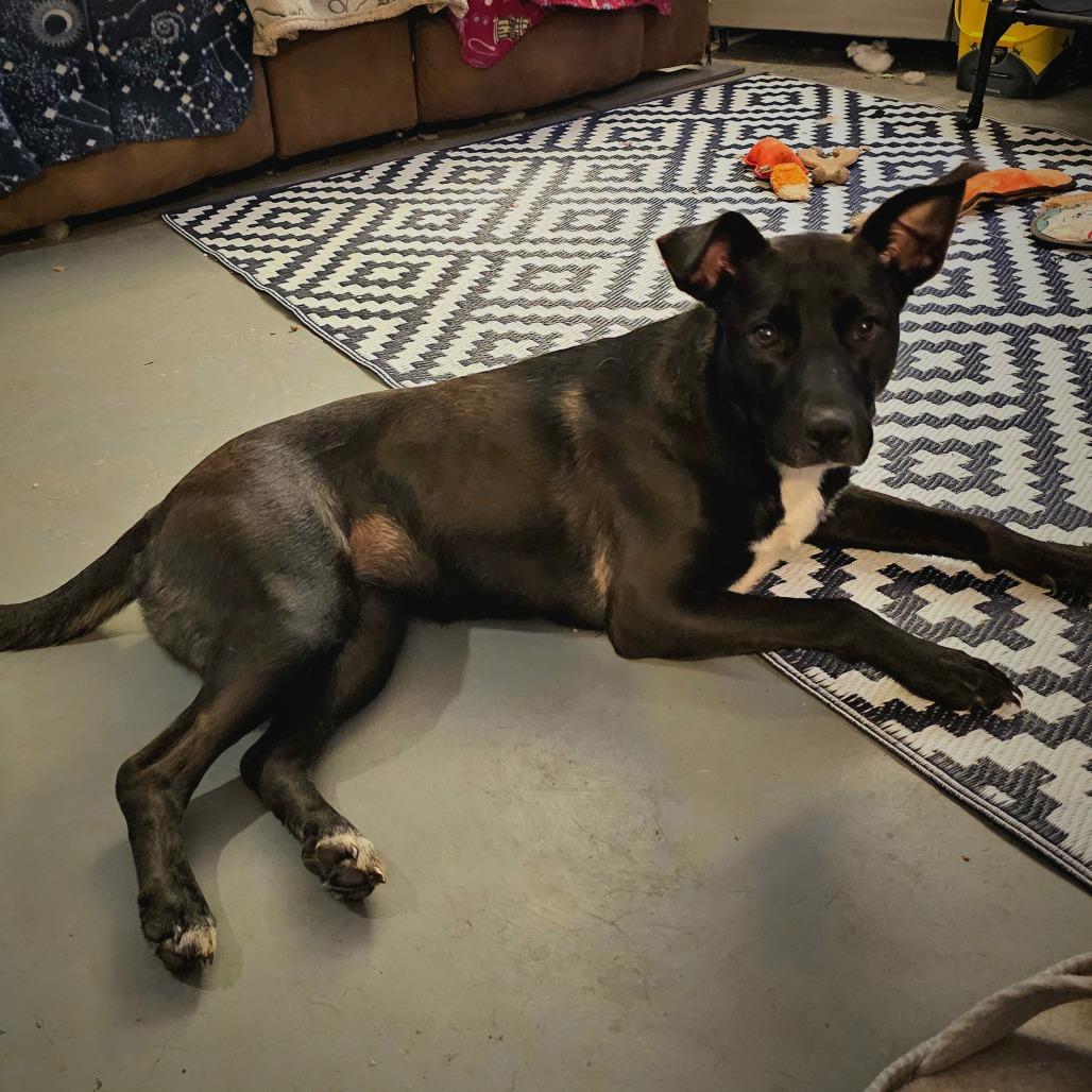 Enlarge Nelly, a Adoptable McNab in Newcastle, OK image 6/6