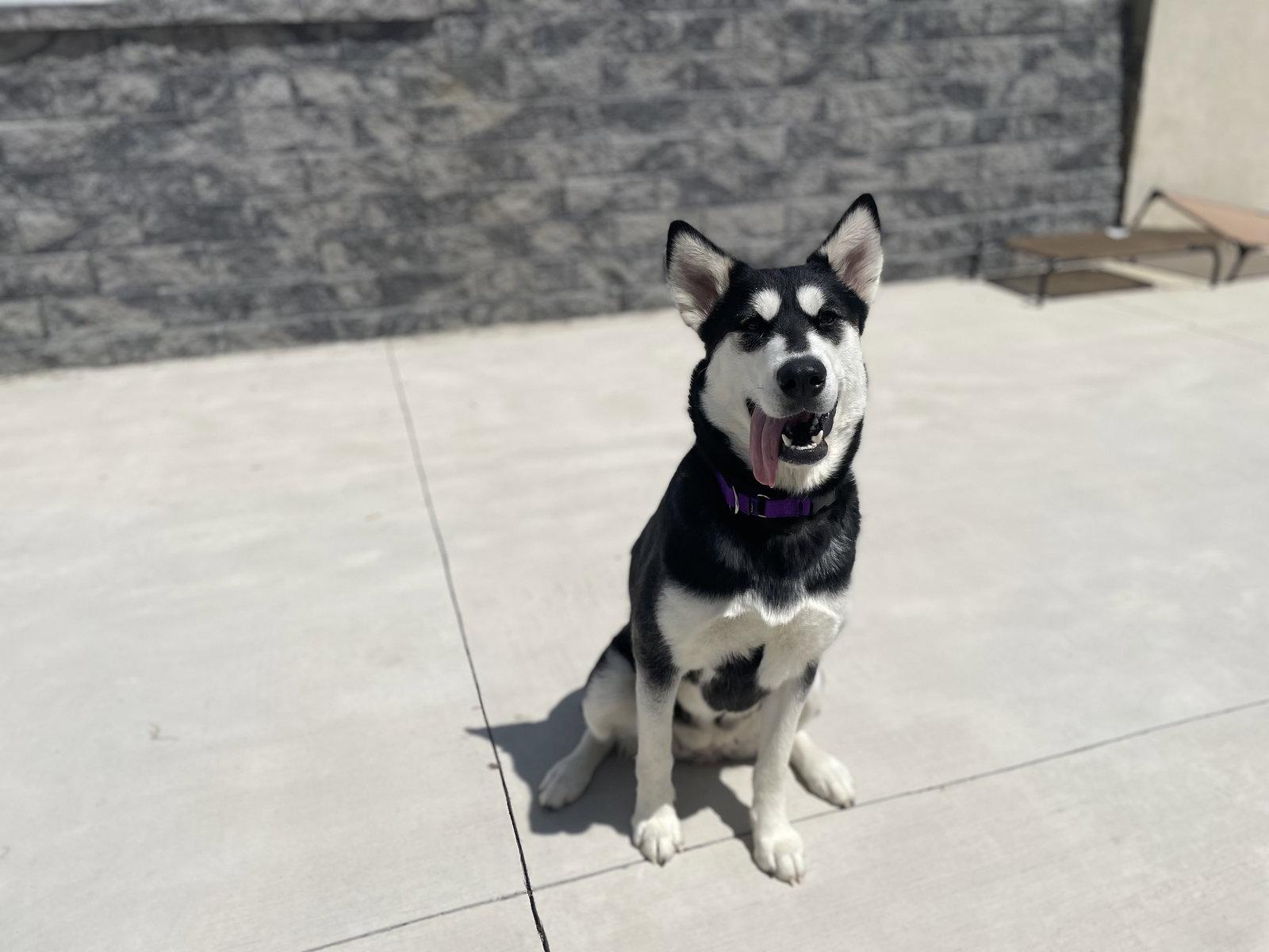 Enlarge Kita, a Adoptable Alaskan Malamute in Lancaster, PA image 2/3