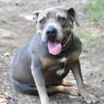 Babbs, a Adoptable mixed breed in Willis, TX image 3/6