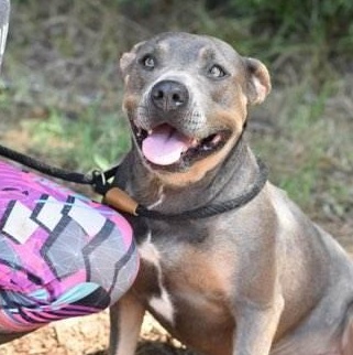 Babbs, a Adoptable mixed breed in Willis, TX image 4/6