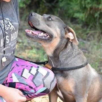 Babbs, a Adoptable mixed breed in Willis, TX image 6/6