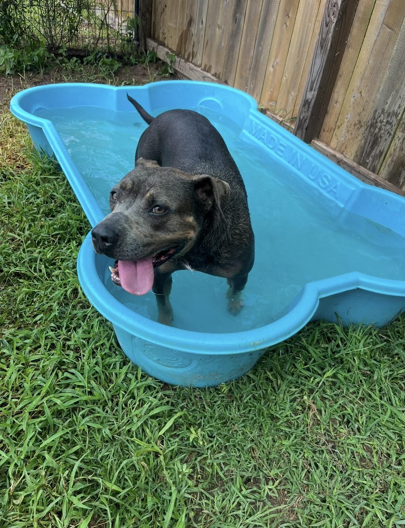 Babbs, a Adoptable mixed breed in Willis, TX image 2/6