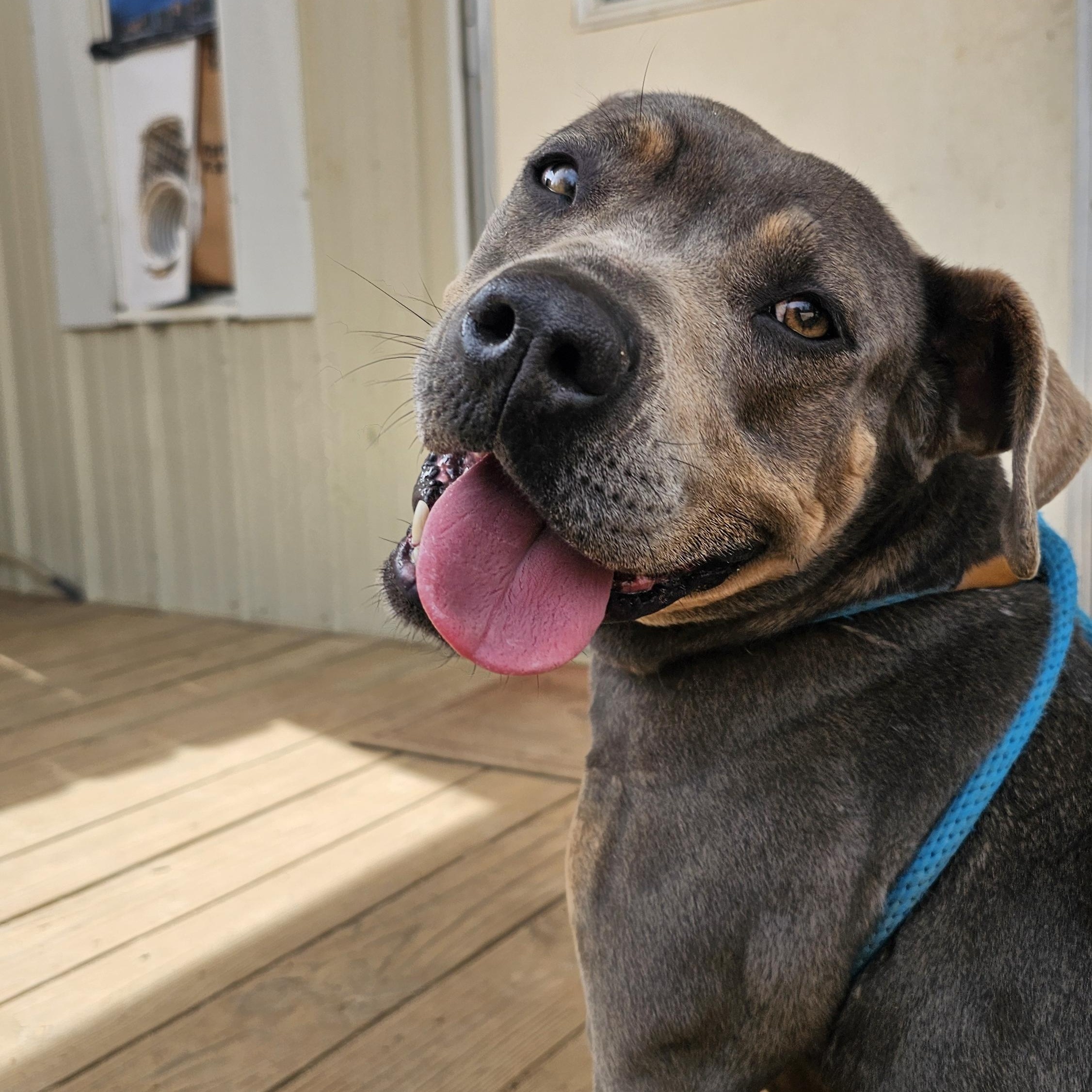 Babbs, a Adoptable mixed breed in Willis, TX image 1/6