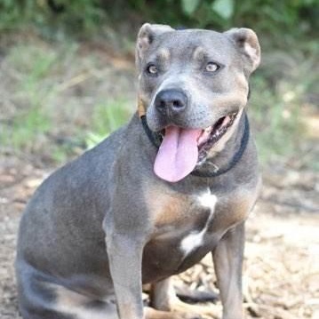 Babbs, a Adoptable mixed breed in Willis, TX image 5/6