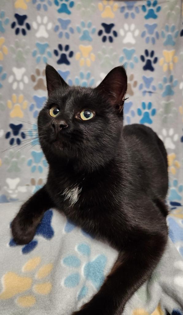 Enlarge Freeze, a Adoptable mixed breed in Wabash, IN image 1/2