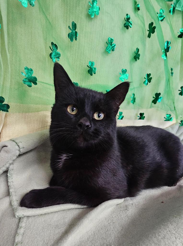 Enlarge Freeze, a Adoptable mixed breed in Wabash, IN image 2/2