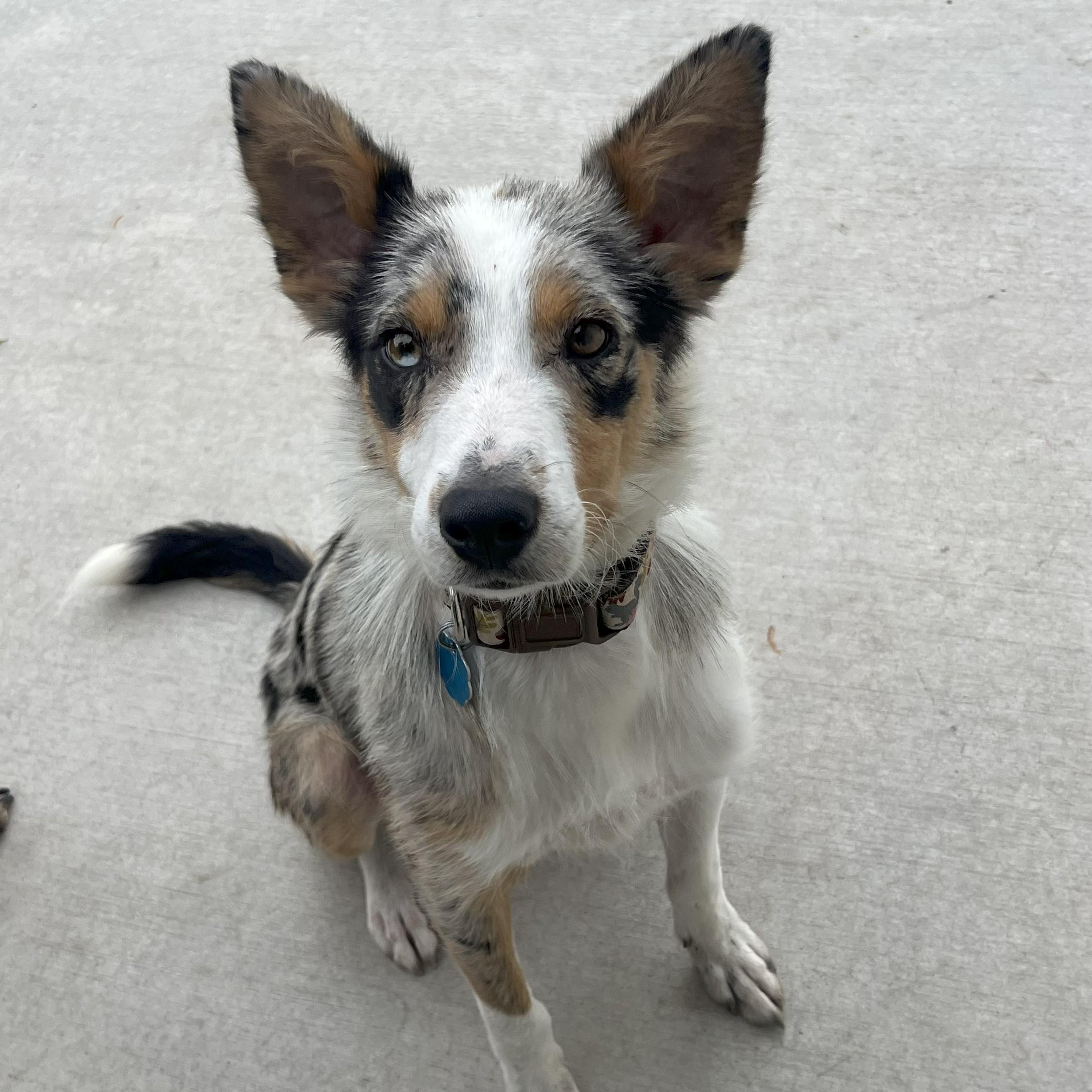 Enlarge Aspen, a Adopted mixed breed in Louisburg, KS image 1/6