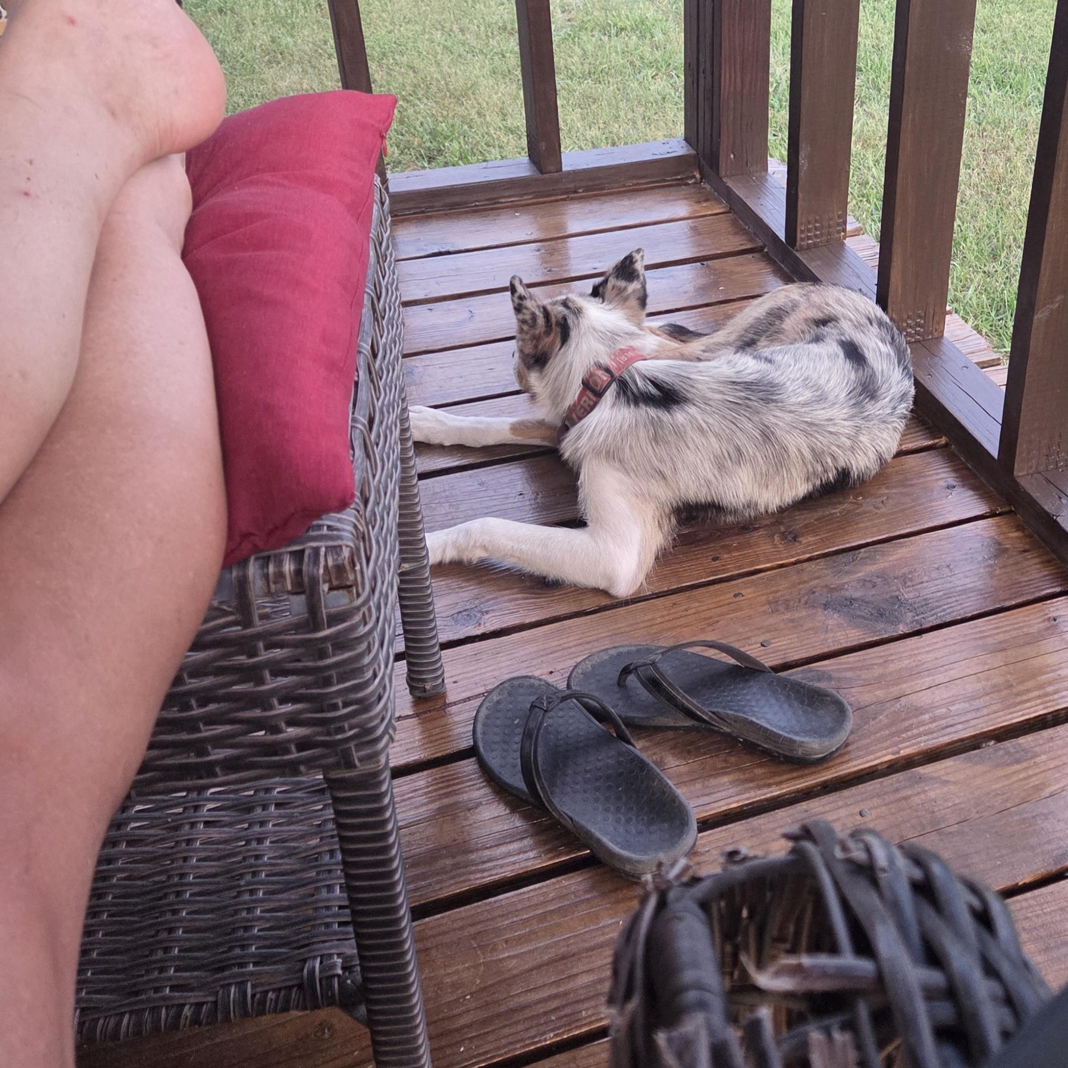 Enlarge Aspen, a Adopted mixed breed in Louisburg, KS image 4/6