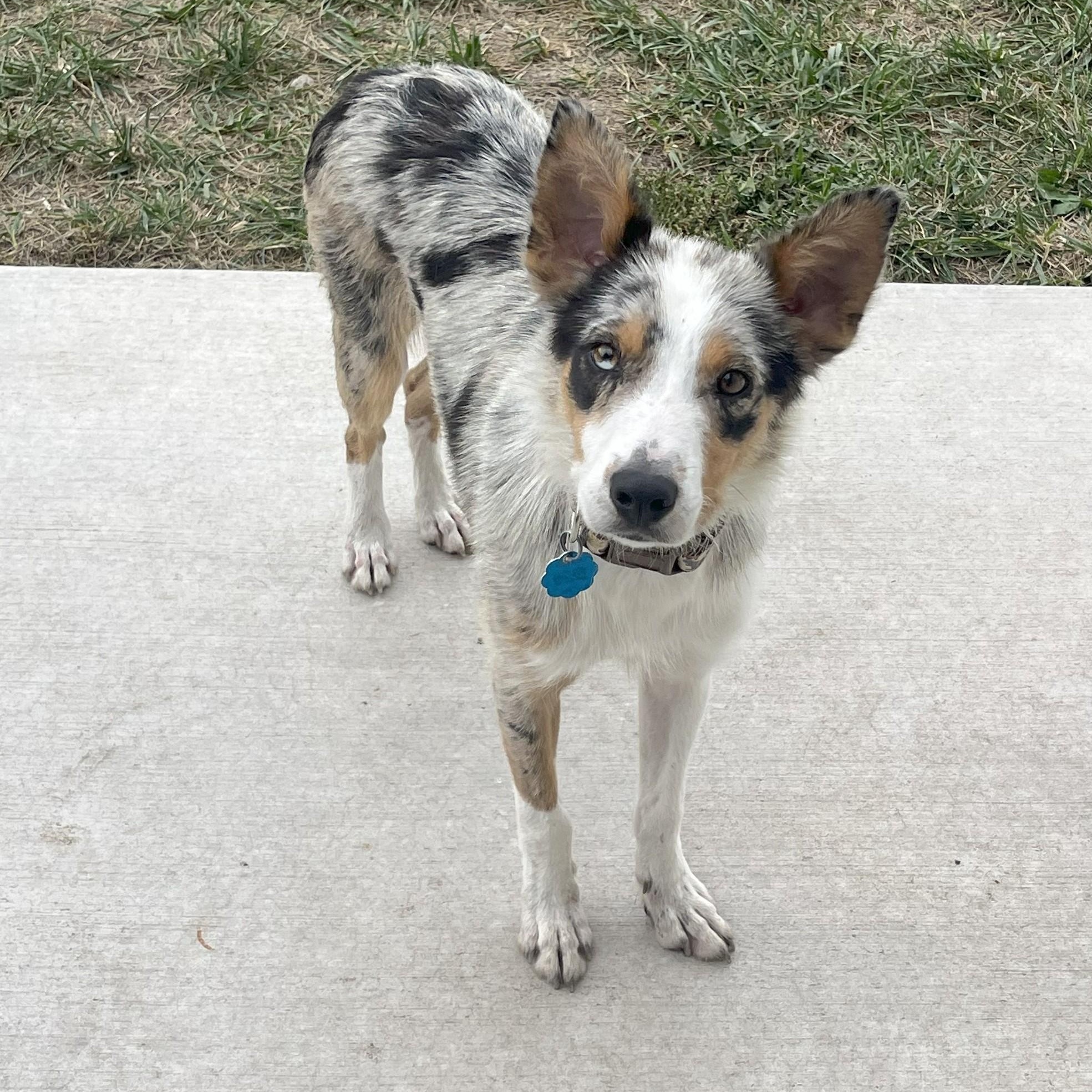 Enlarge Aspen, a Adopted mixed breed in Louisburg, KS image 3/6