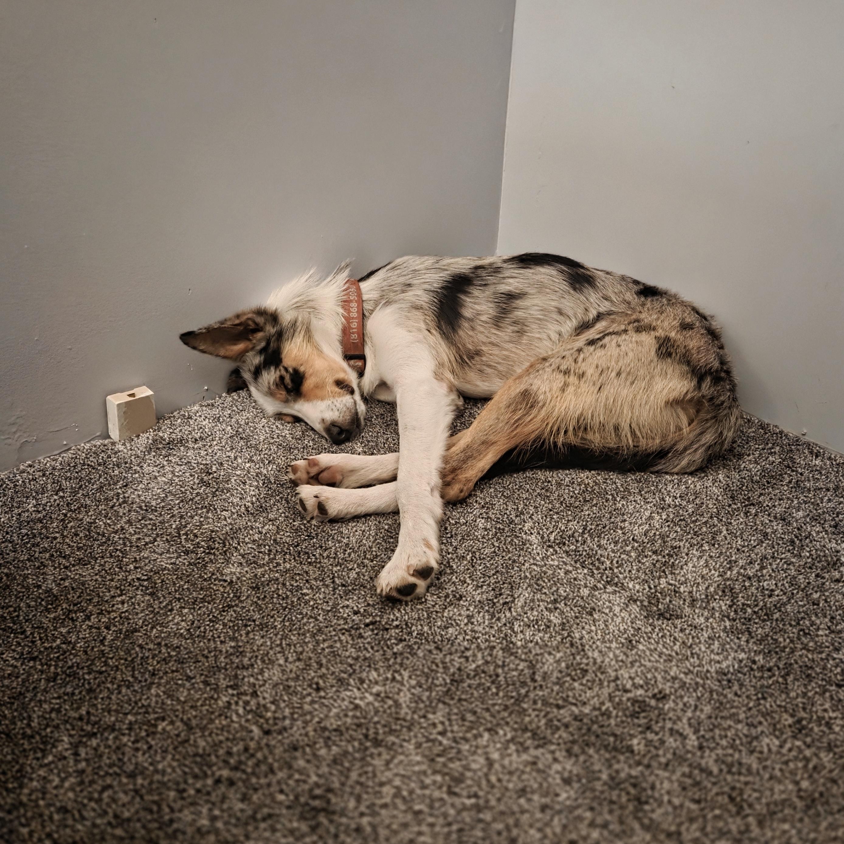 Enlarge Aspen, a Adopted mixed breed in Louisburg, KS image 6/6