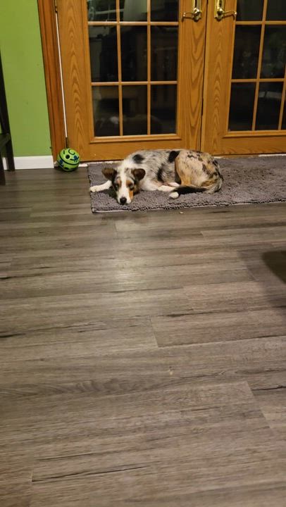 Enlarge Aspen, a Adopted mixed breed in Louisburg, KS video 2/6