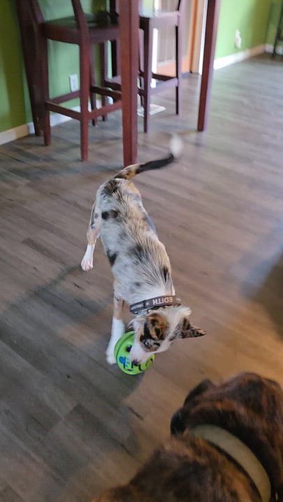 Enlarge Aspen, a Adopted mixed breed in Louisburg, KS video 5/6