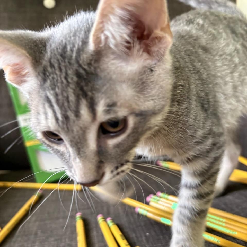Enlarge Ticonderoga (Ti), a Adoptable Domestic Short Hair in Milan, IL image 1/2