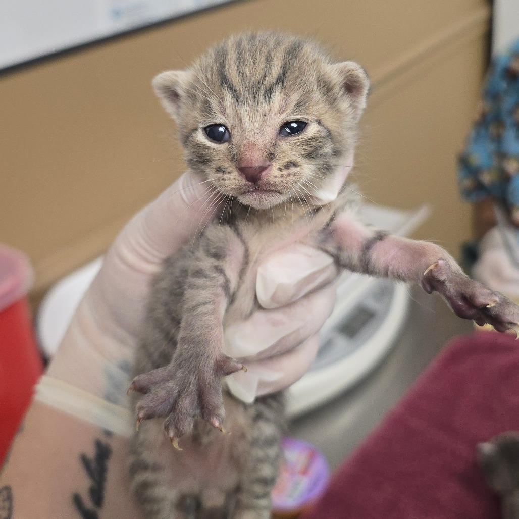 Enlarge Ticonderoga (Ti), a Adoptable Domestic Short Hair in Milan, IL image 2/2