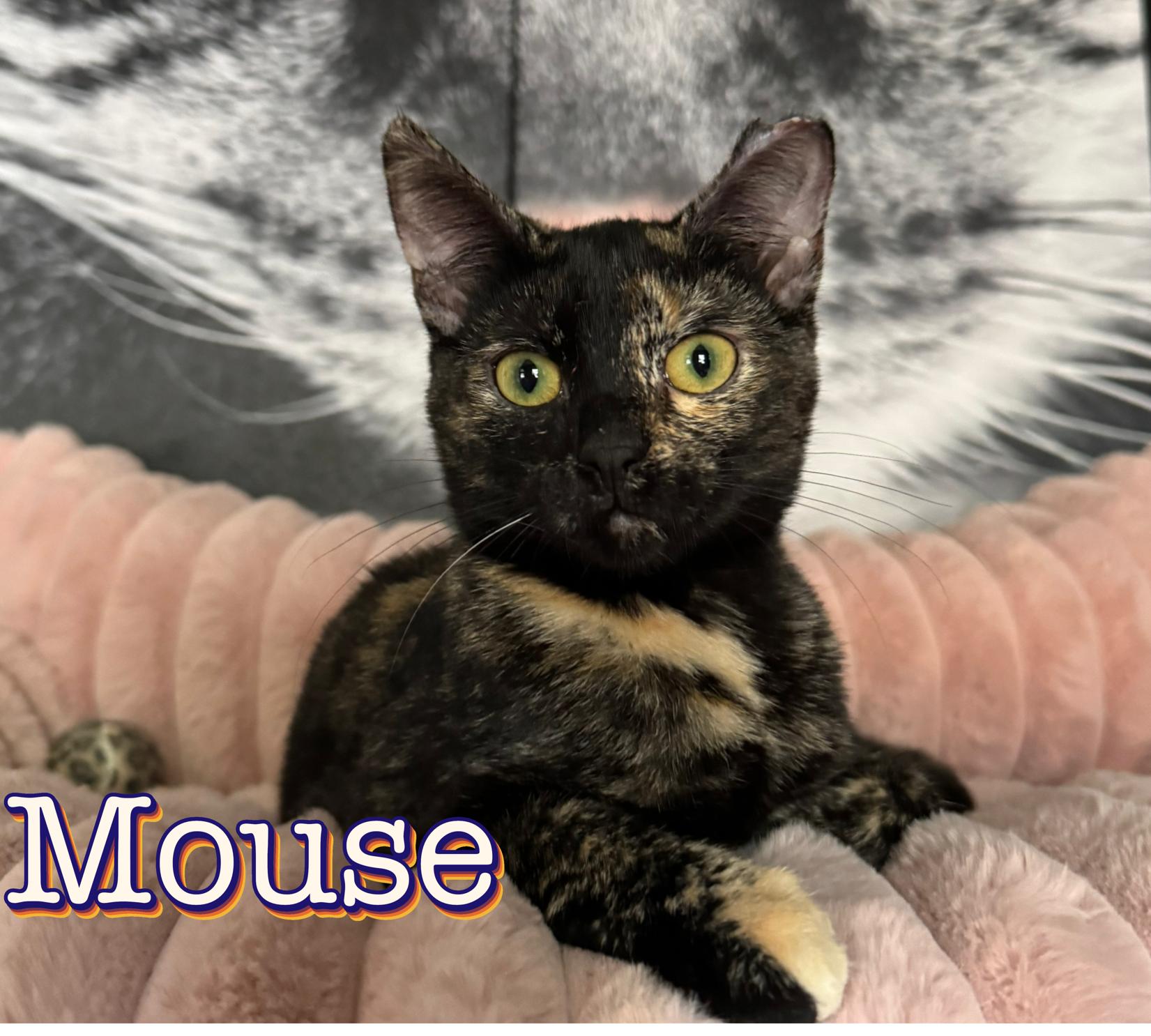 Enlarge Mouse, a Adoptable mixed breed in Columbia, SC image 2/3
