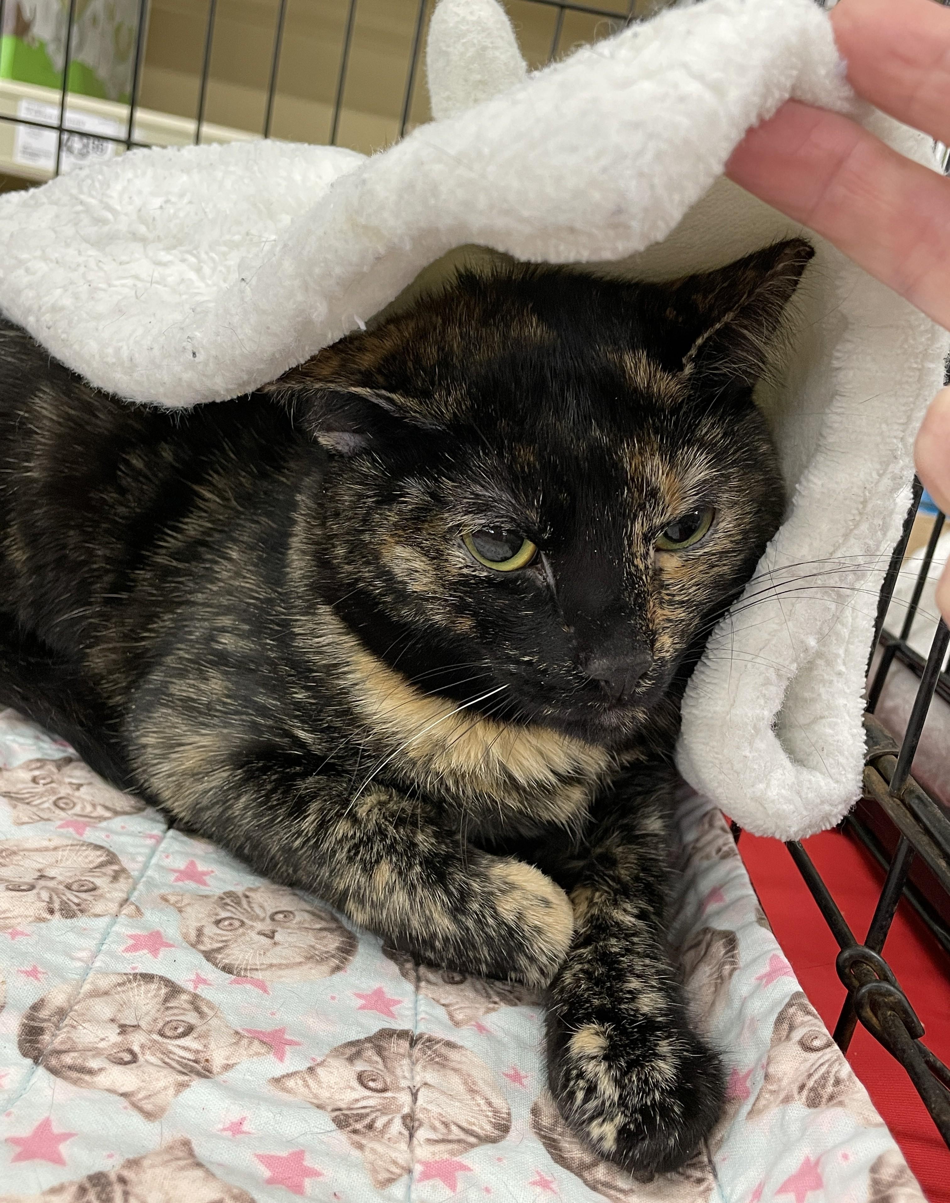 Enlarge Mouse, a Adoptable mixed breed in Columbia, SC image 3/3