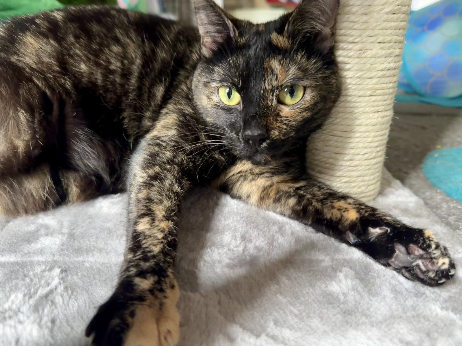 Enlarge Mouse, a Adoptable mixed breed in Columbia, SC image 1/3