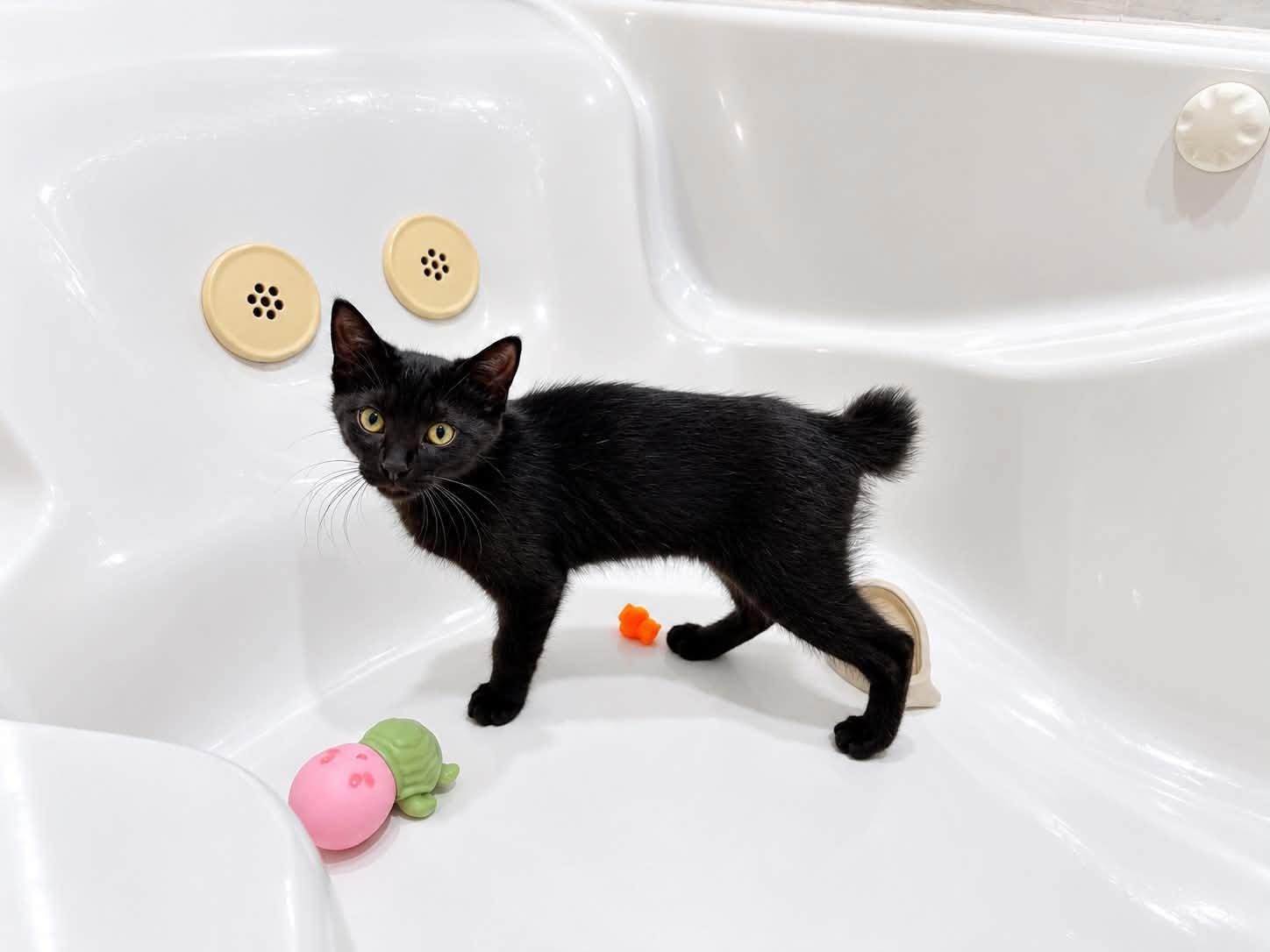 Piggly Wiggly, ADOPTABLE, Kitten Male American Bobtail.