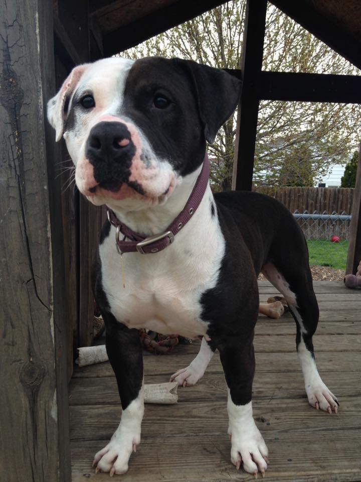 Joslynn, a Adopted Pit Bull Terrier in Belleville, MI image 1/3