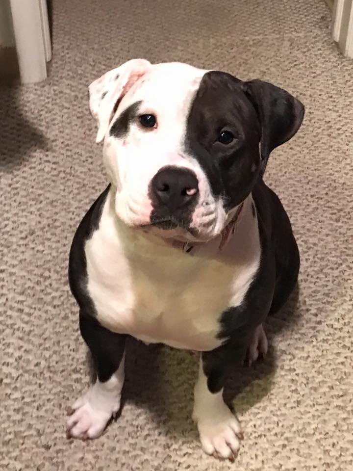 Joslynn, a Adopted Pit Bull Terrier in Belleville, MI image 2/3