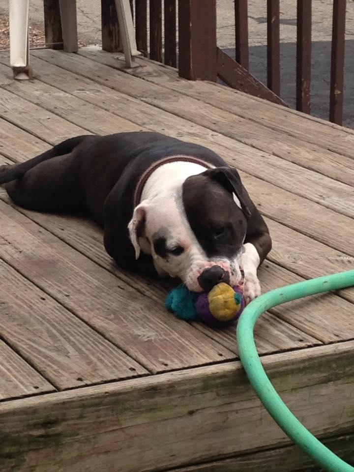 Joslynn, a Adopted Pit Bull Terrier in Belleville, MI image 3/3