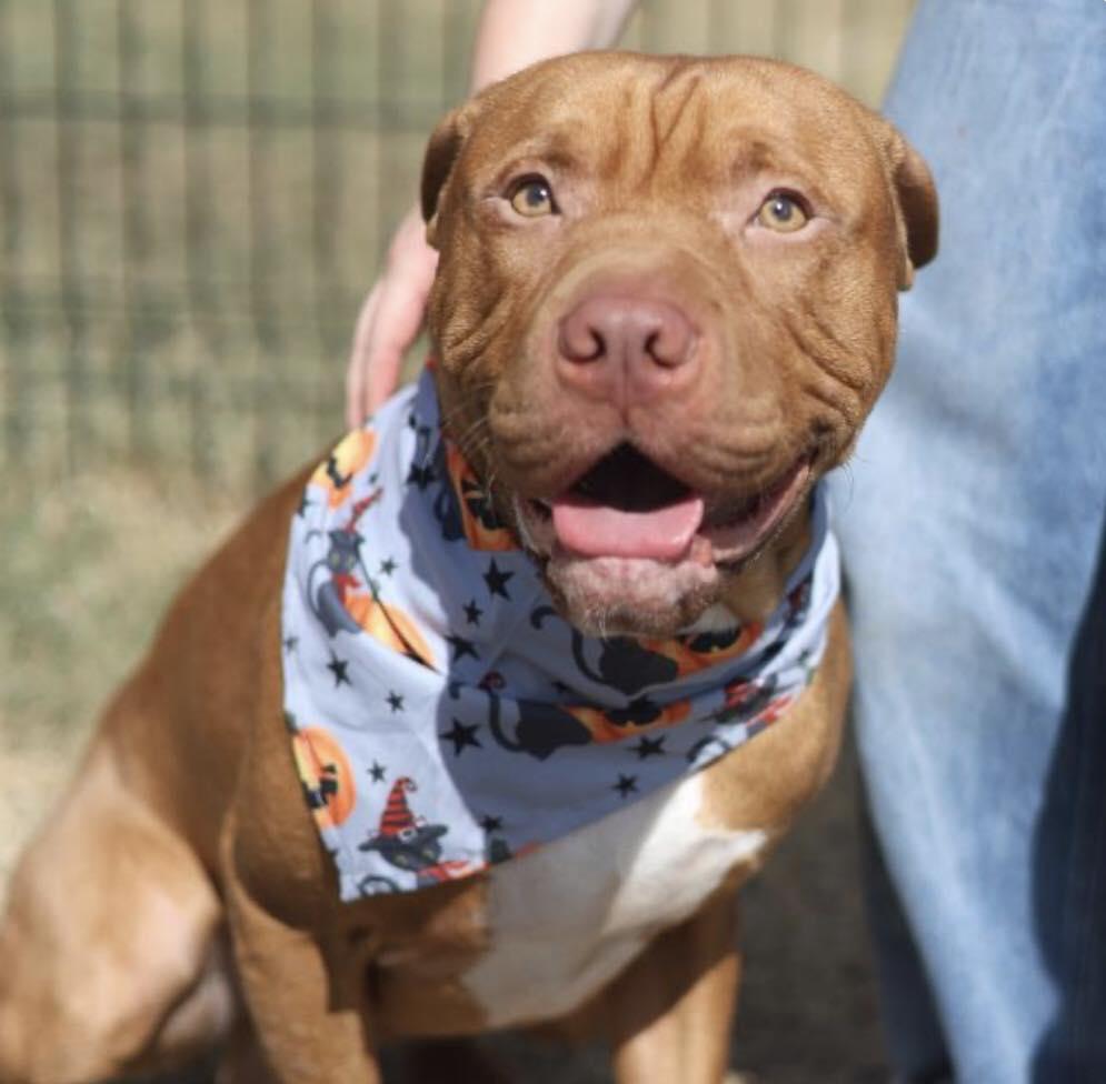 Enlarge Lenny, a Adoptable mixed breed in Glen head , NY image 1/2