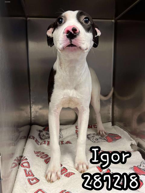 Enlarge IGOR, a Adoptable Mixed Breed in Macon, GA image 1/1