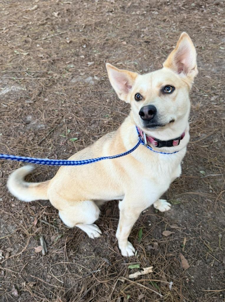 Enlarge Timber, a Adoptable mixed breed in Hartsville, SC image 2/3