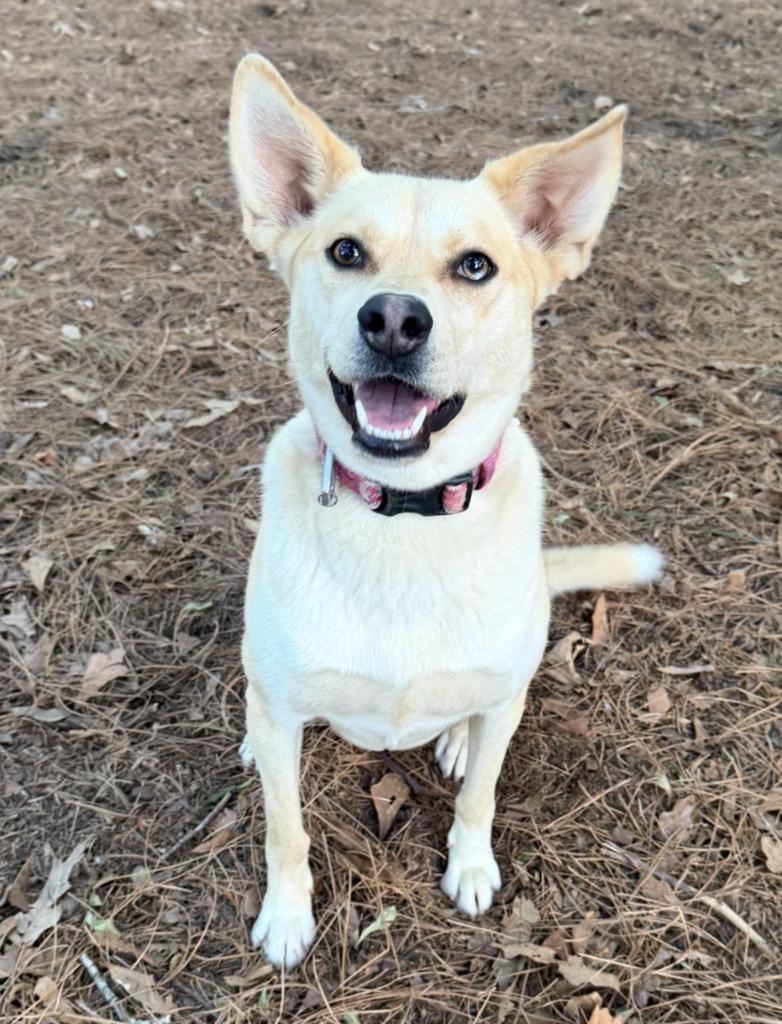 Timber, Adoptable, Young Female Husky & Shepherd.