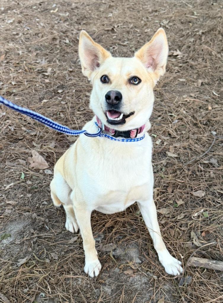 Enlarge Timber, a Adoptable mixed breed in Hartsville, SC image 3/3