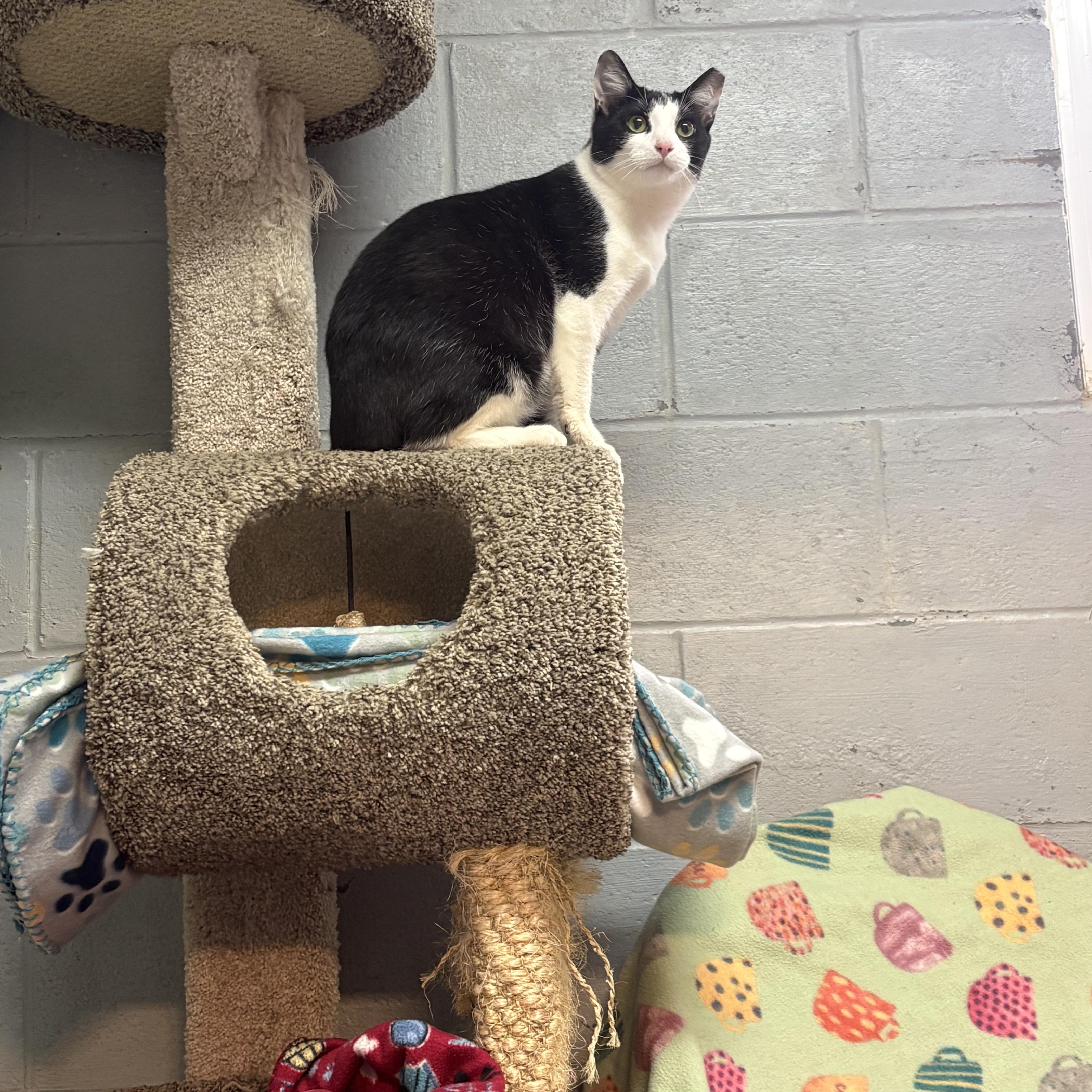 Enlarge Braveheart, a Adoptable Domestic Short Hair in Guthrie, OK image 4/4