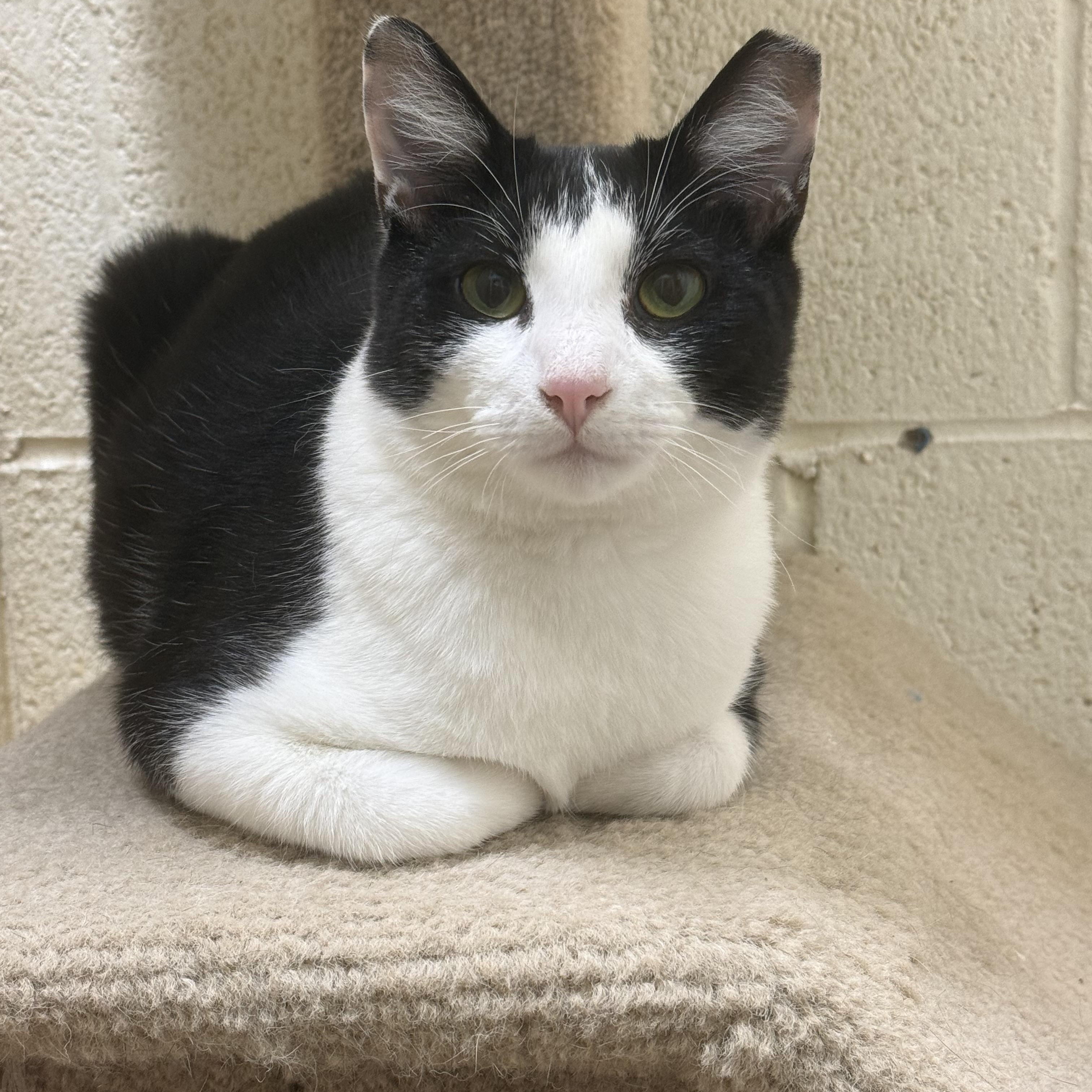 Enlarge Braveheart, a Adoptable Domestic Short Hair in Guthrie, OK image 2/4