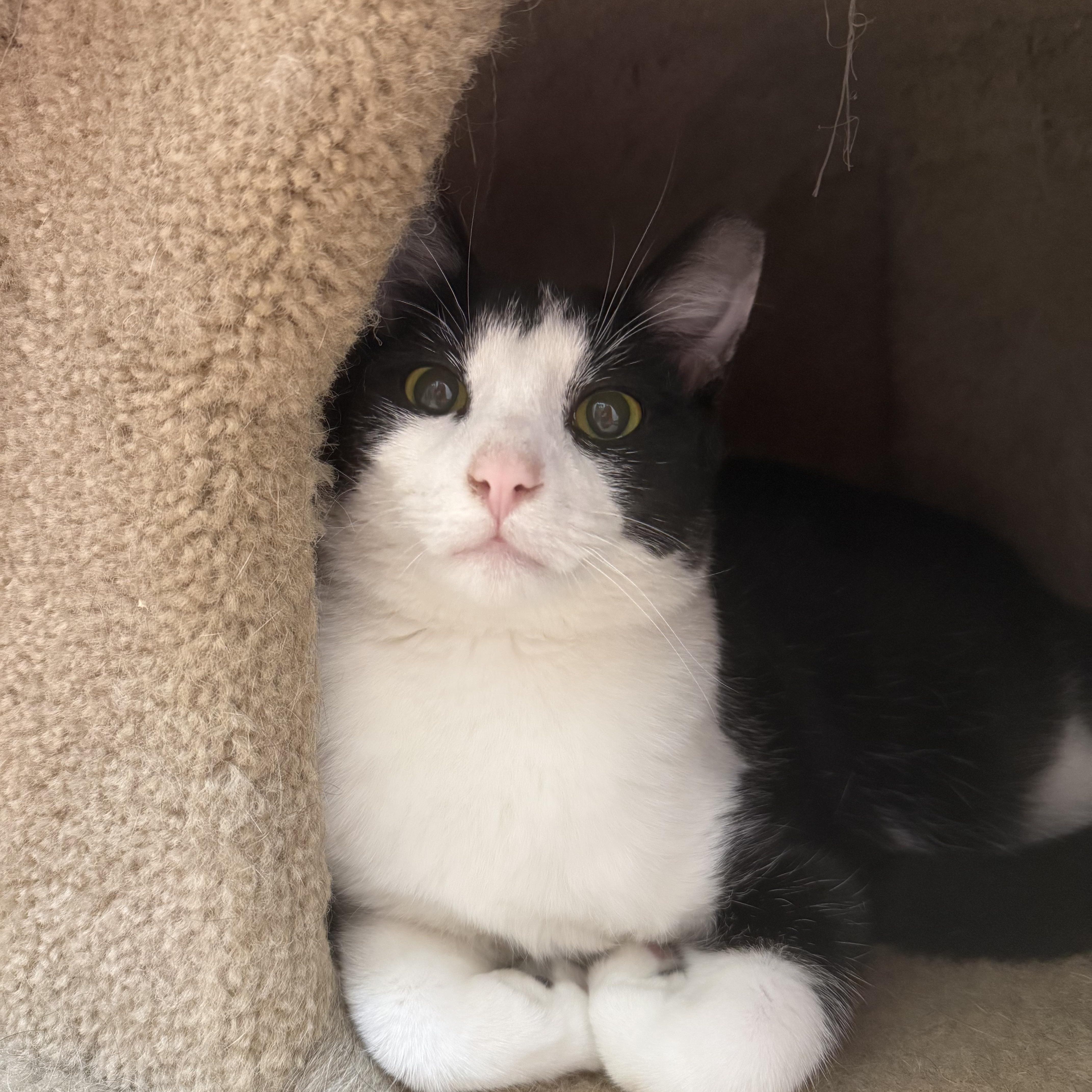 Enlarge Braveheart, a Adoptable Domestic Short Hair in Guthrie, OK image 3/4