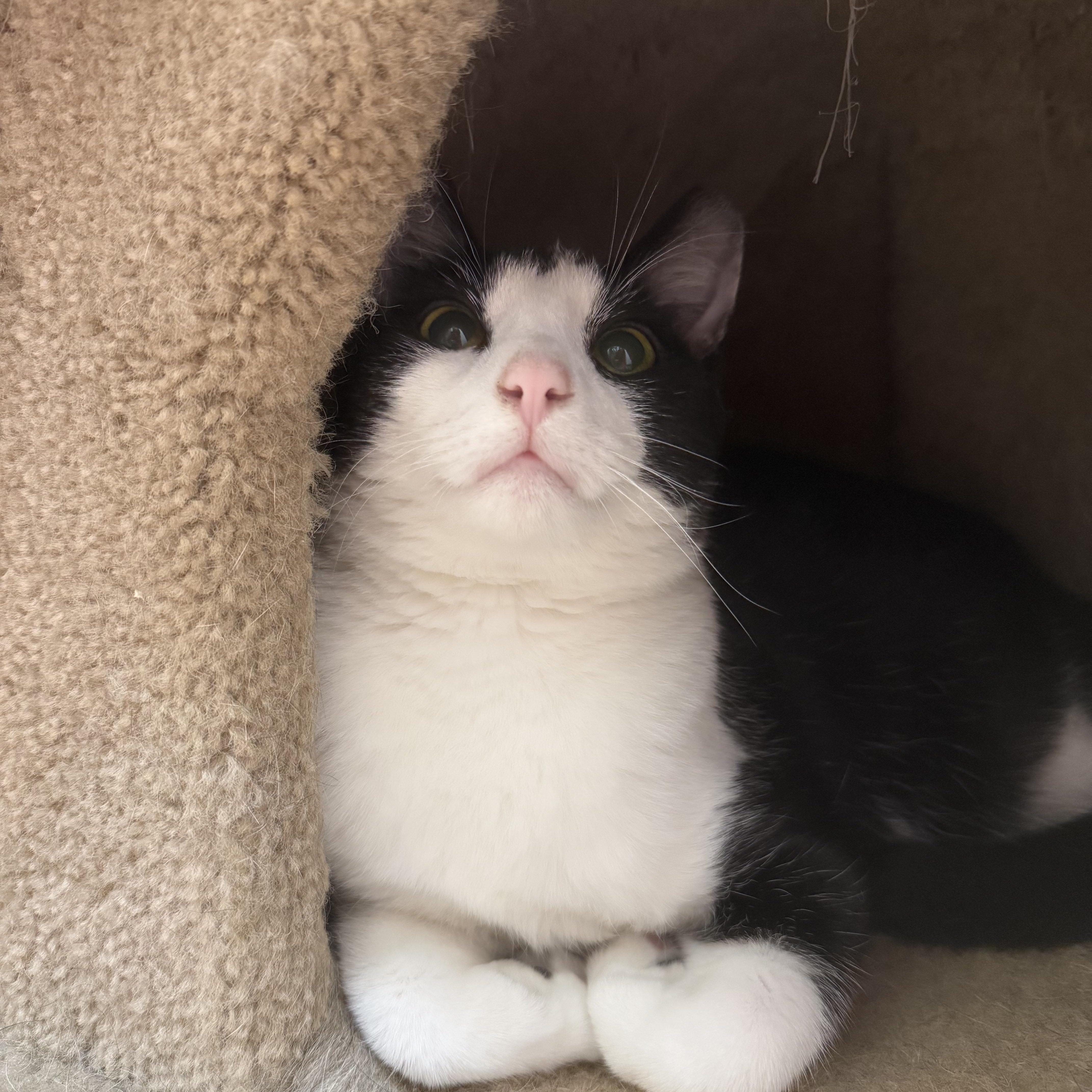 Enlarge Braveheart, a Adoptable Domestic Short Hair in Guthrie, OK image 1/4