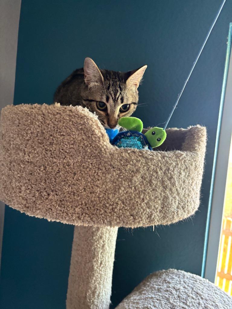 Sprouts, Adoptable, Young Female Domestic Short Hair.