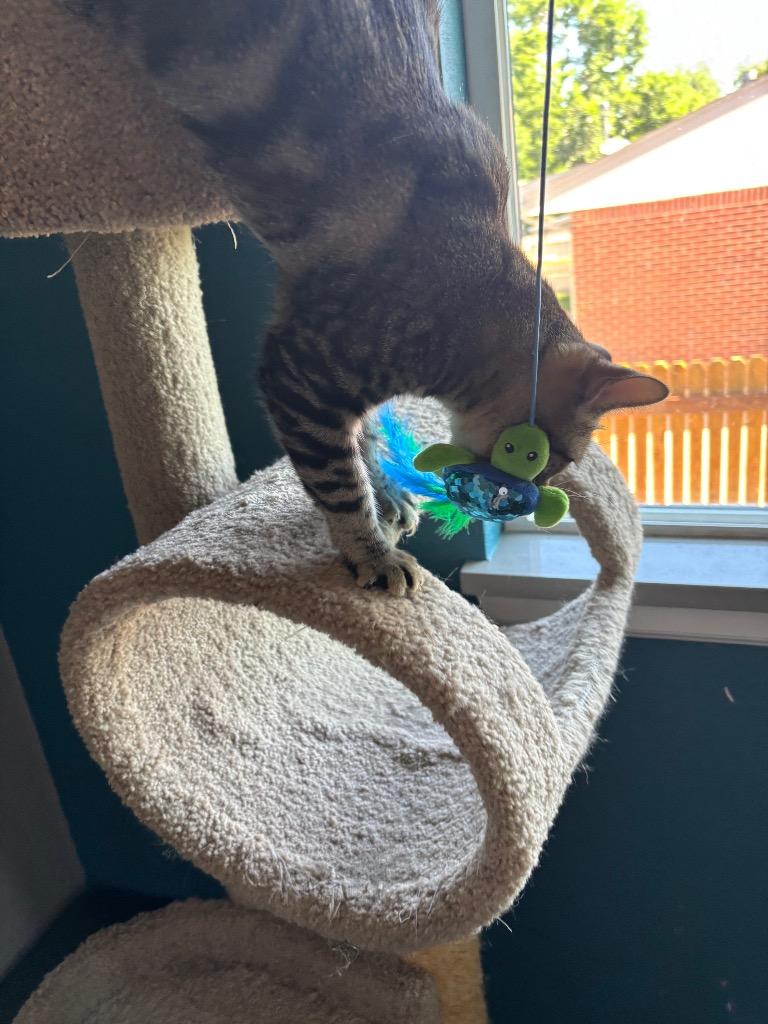 Enlarge Sprouts, a Adoptable mixed breed in Fort Lupton, CO image 3/3
