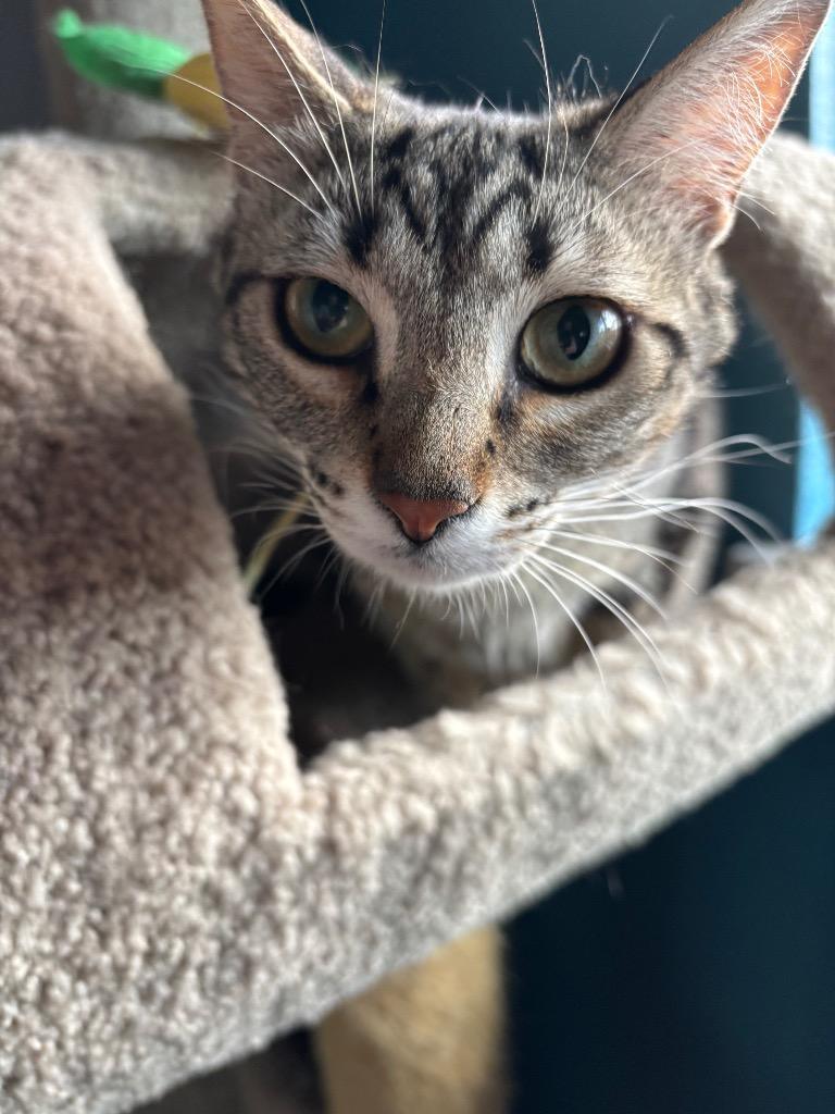 Sprouts, Adoptable, Young Female Domestic Short Hair.