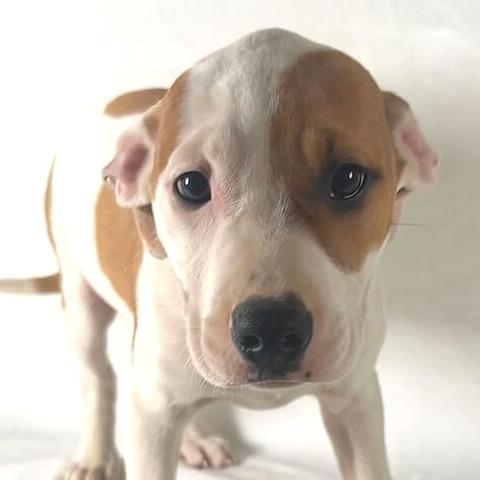 Kennedy, Adoptable, Puppy Female Terrier.