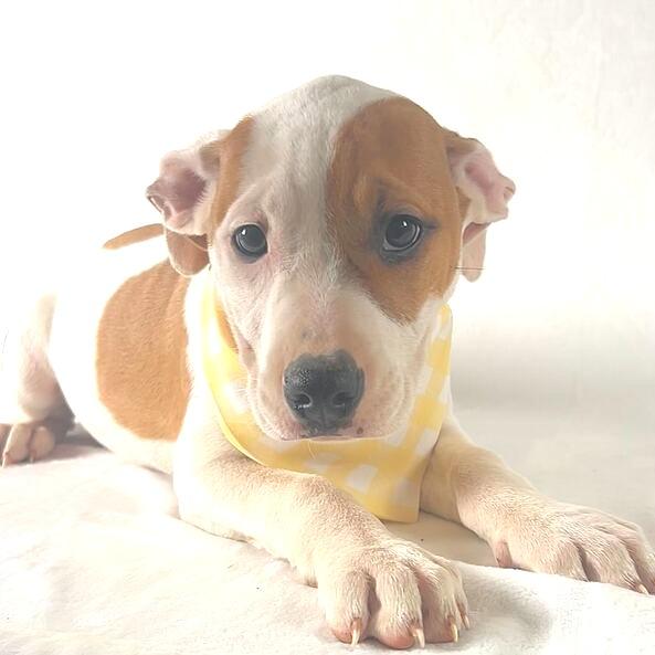 Enlarge Kennedy, a Adoptable Terrier in Johnson City, TN image 2/3