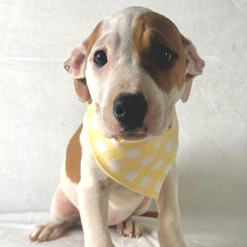 Enlarge Kennedy, a Adoptable Terrier in Johnson City, TN image 3/3