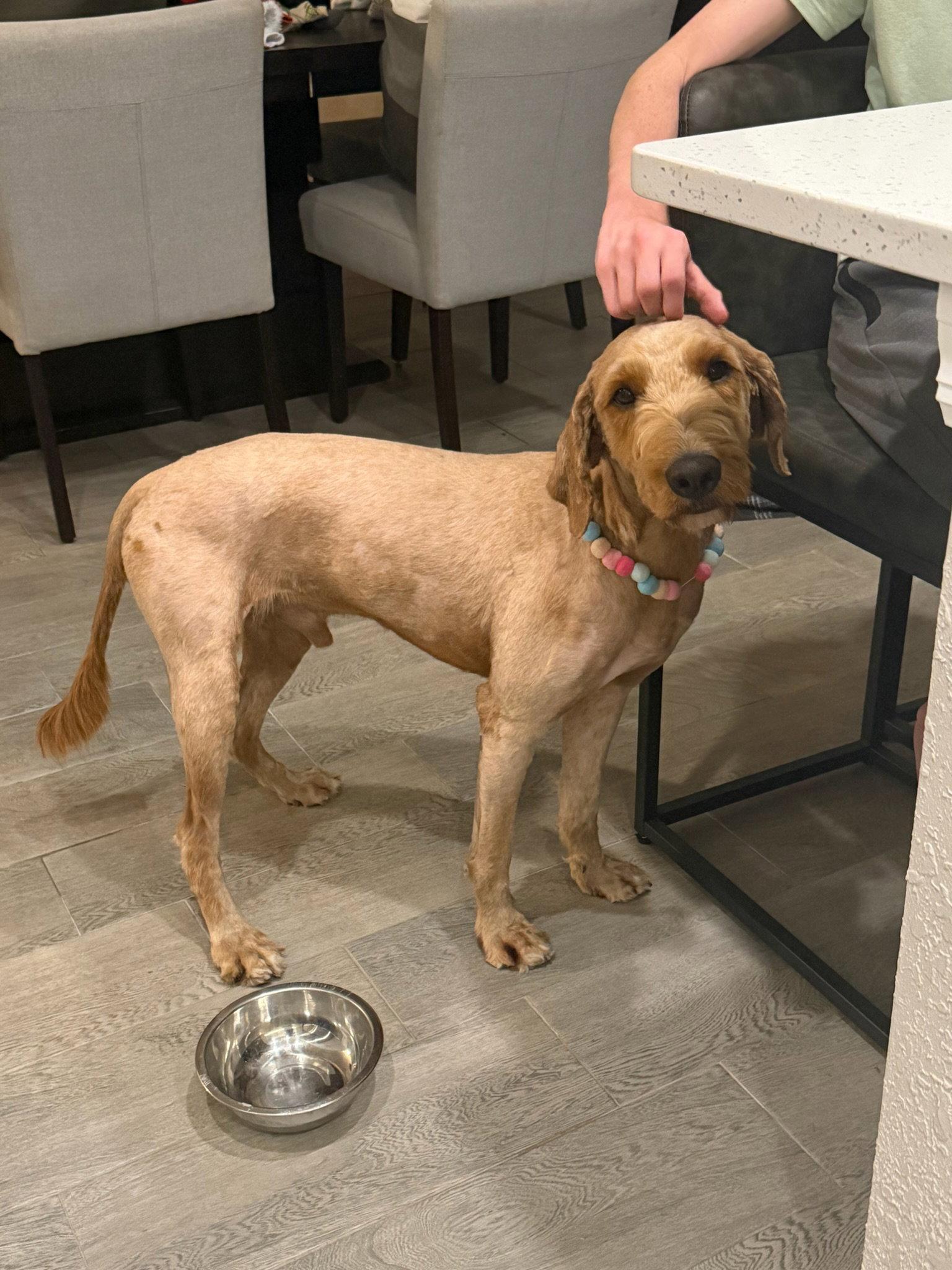 Delilah, Adopted, Young Female Standard Poodle & Golden Retriever.