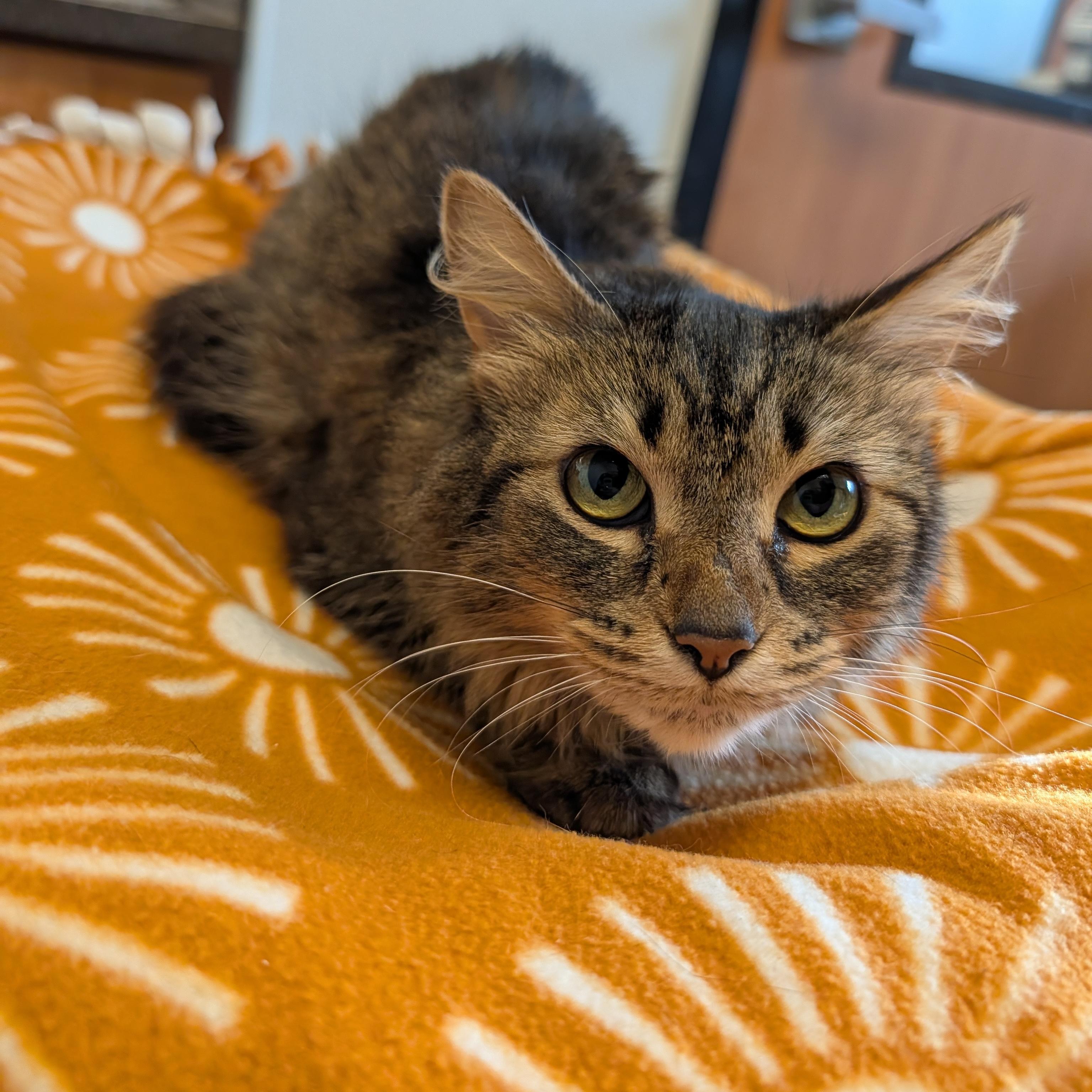 Poppy, Adoptable, Adult Female Domestic Medium Hair.
