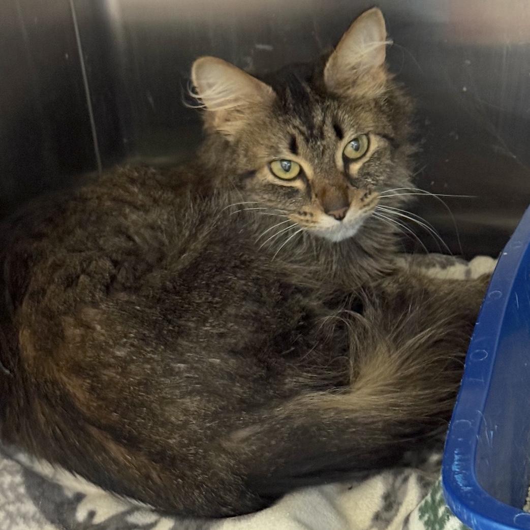 Enlarge Poppy, a Adoptable Domestic Medium Hair in Rochester, MN image 2/2