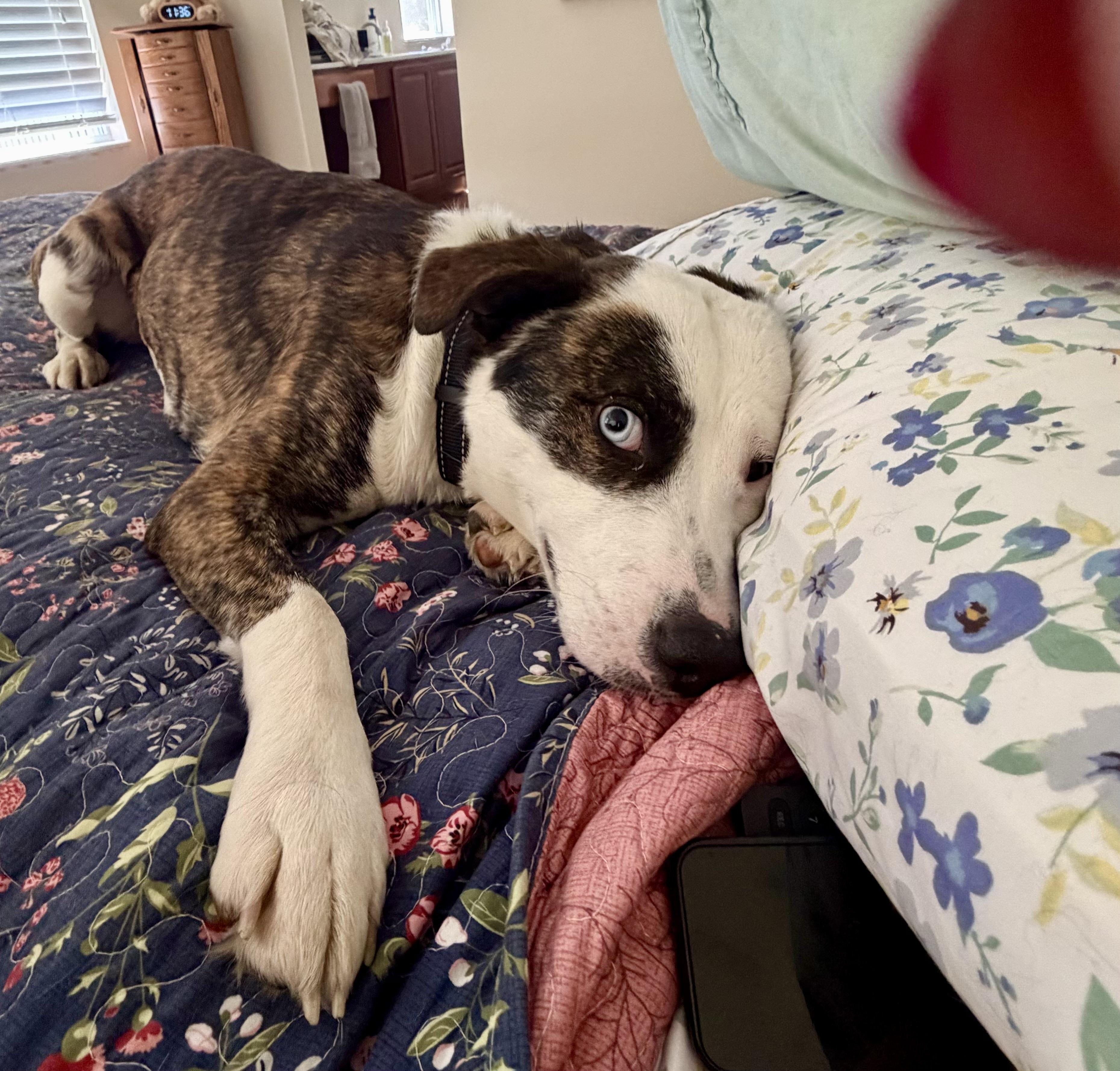 Skye, a Adoptable mixed breed in Clairton, PA image 2/5